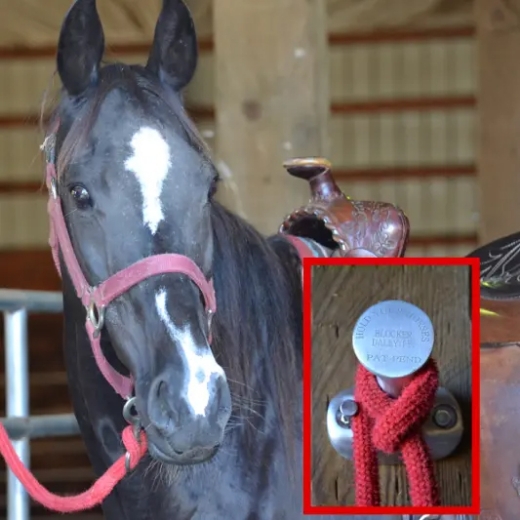 Show products in category Blocker Dally Ty Picture for category Blocker Dally Ty